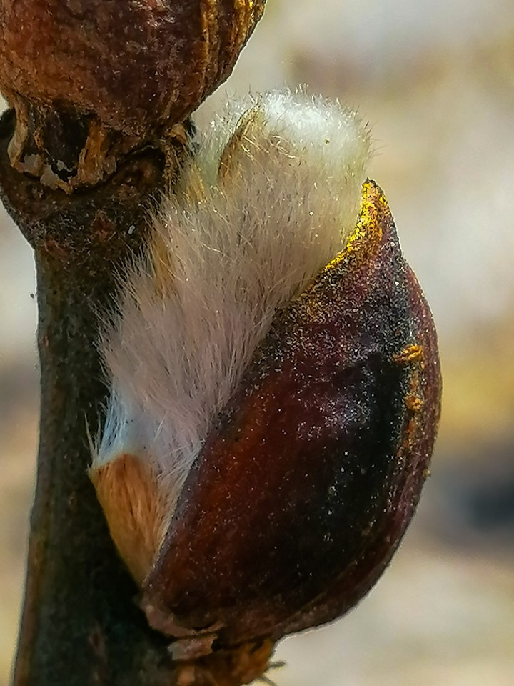 Branch