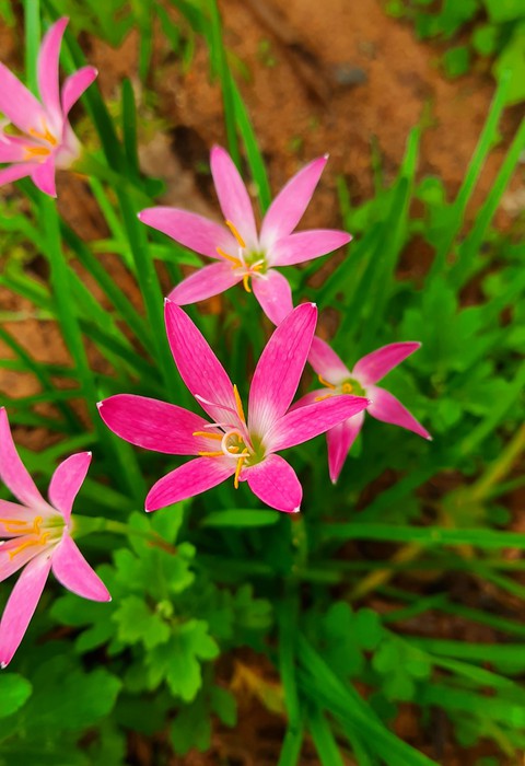 Pink lilly flowers