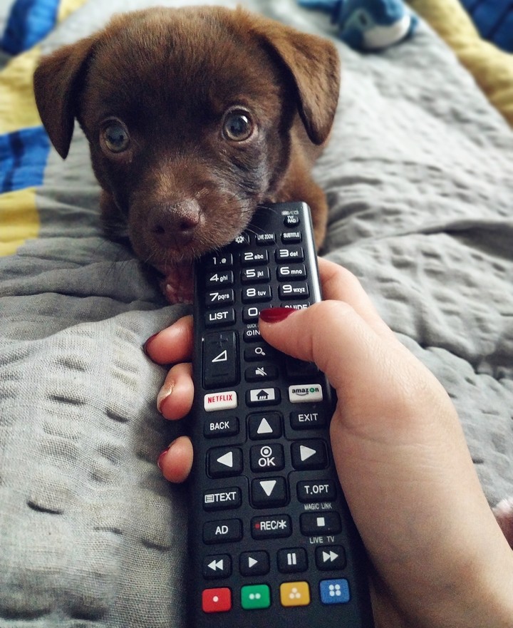 controlling dog