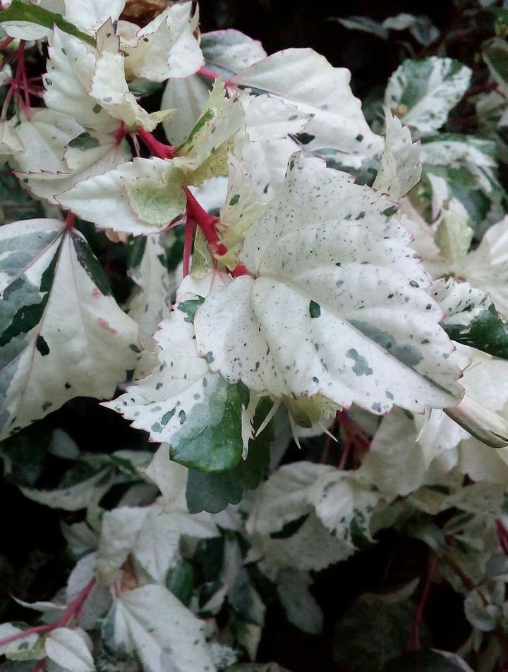 leaves