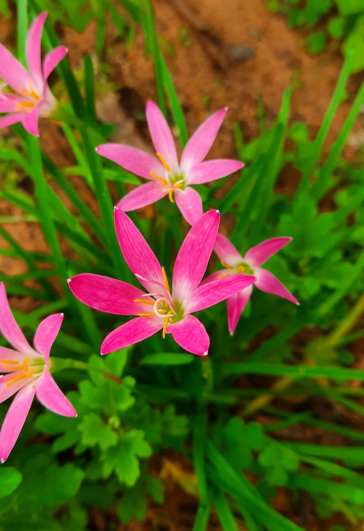 Pink lilly flowers