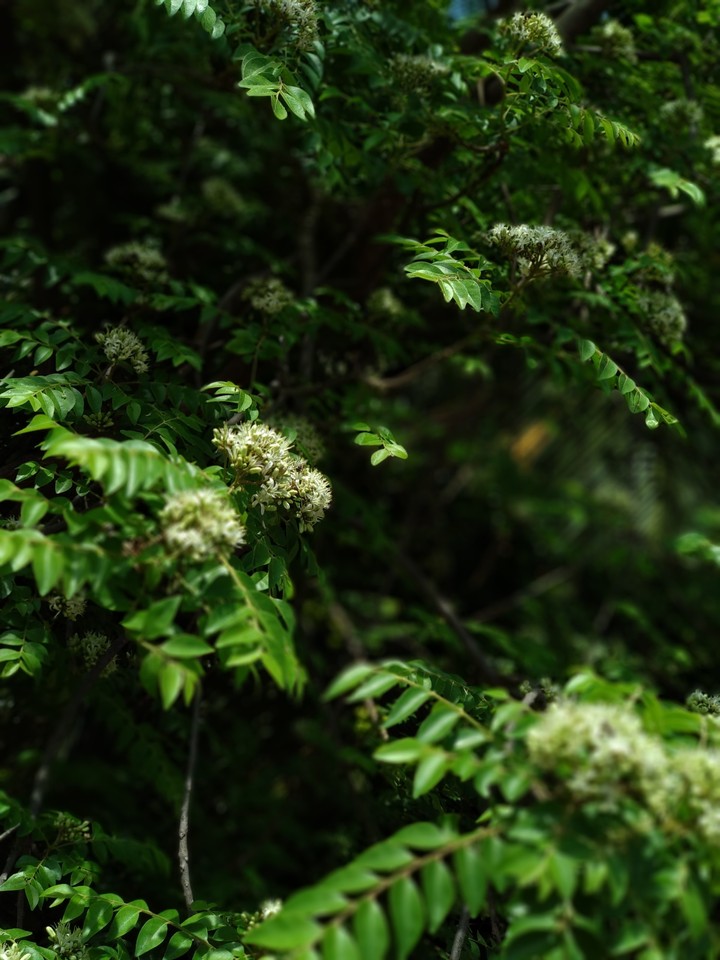 Plants
