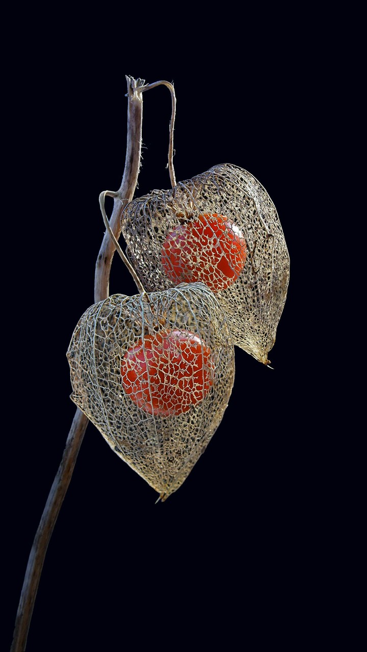 Red berries