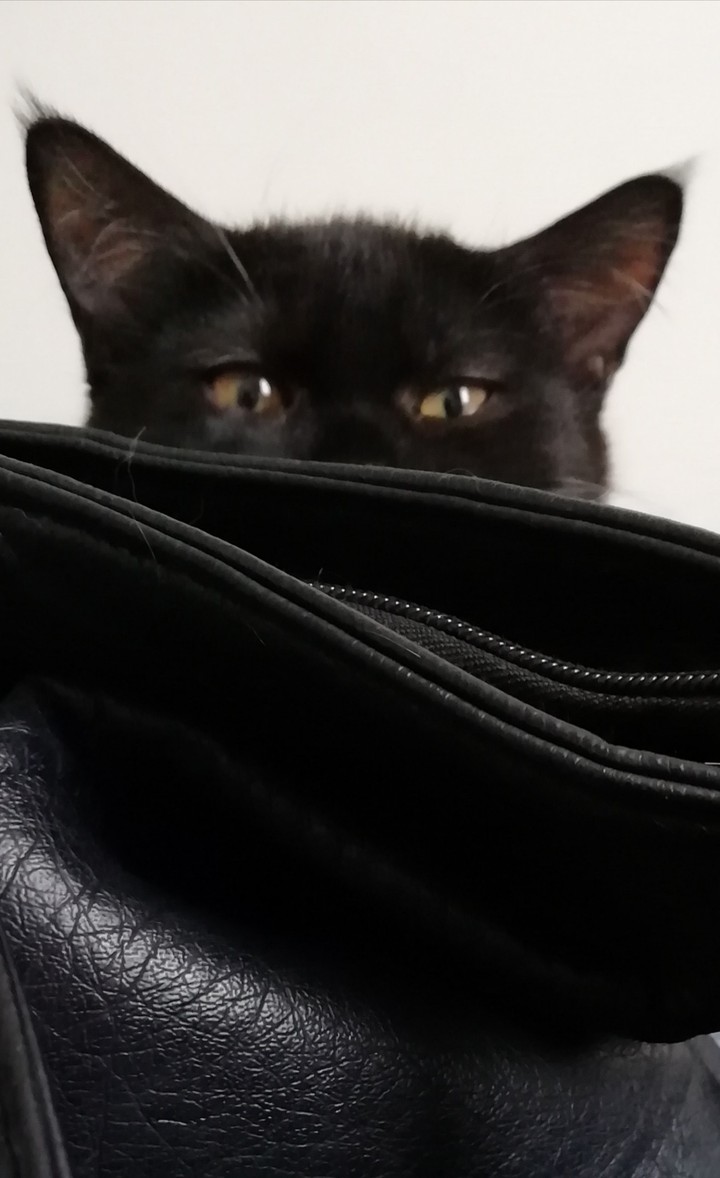 Jingil My black kitten