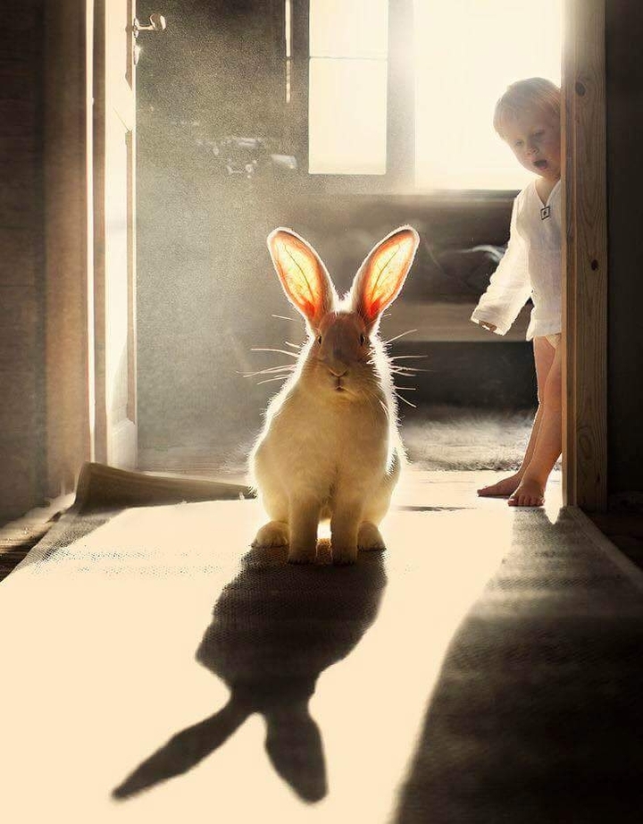 bunny