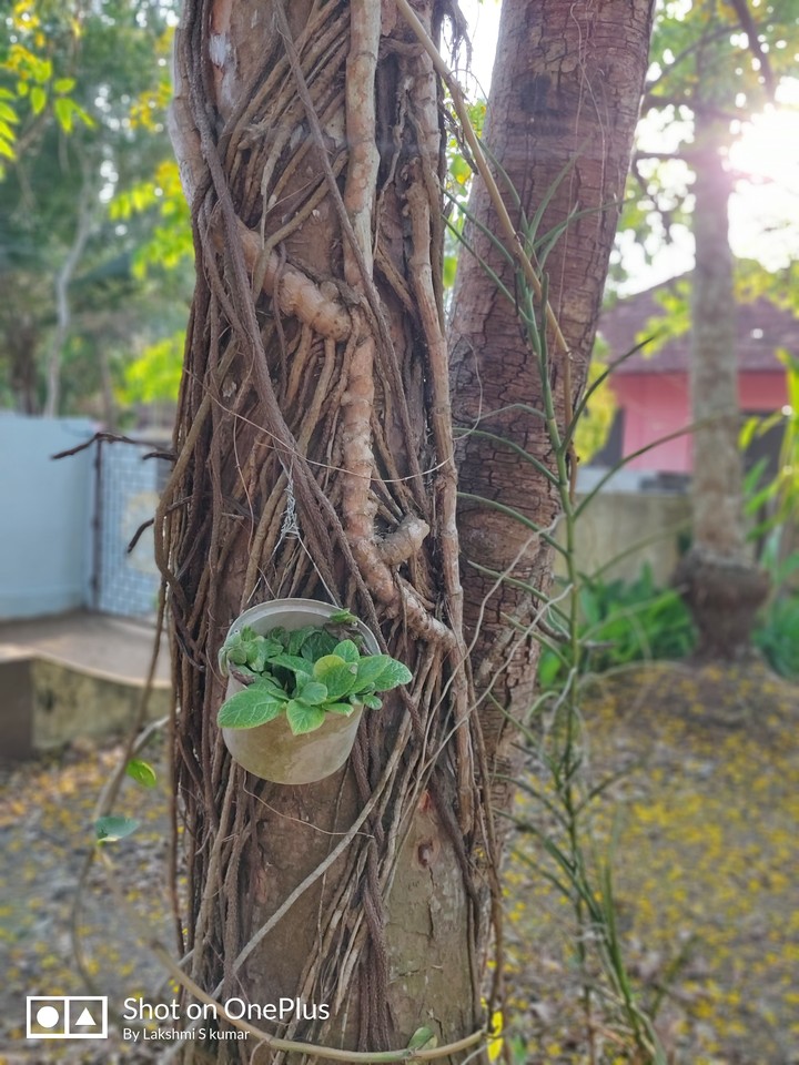 my garden
