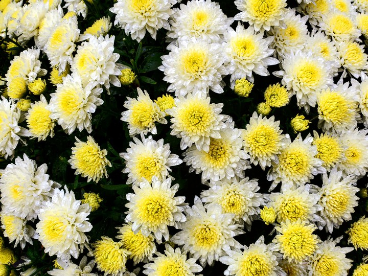 Magical Mums