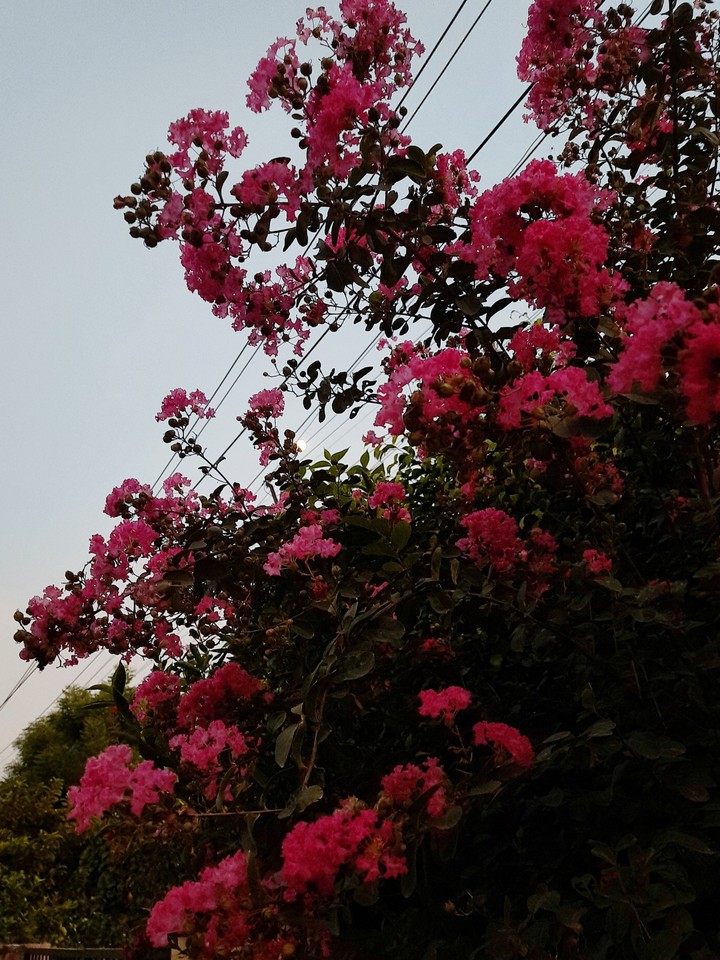 Flowers of dusk