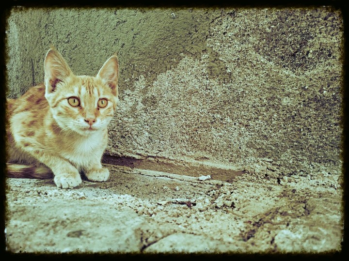 The Cat