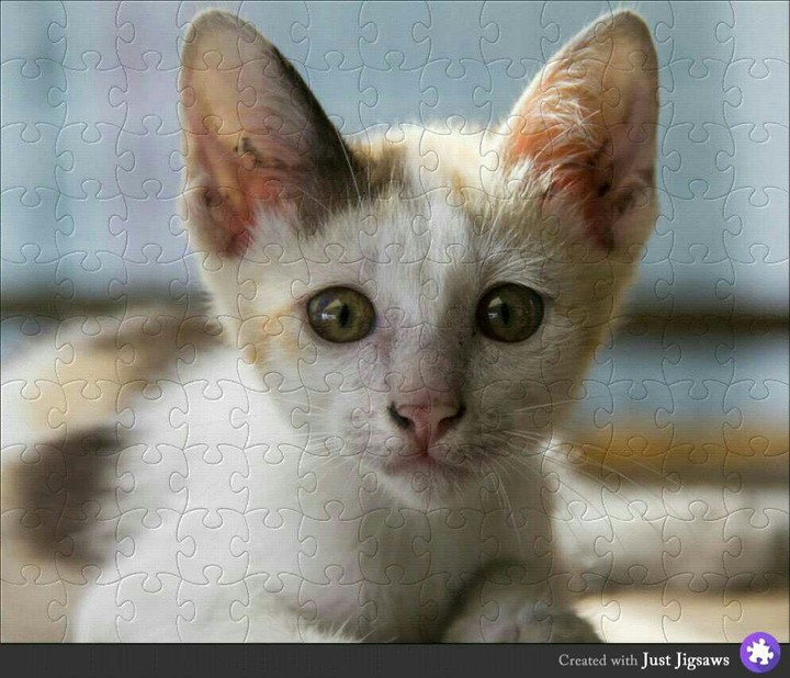 kitty