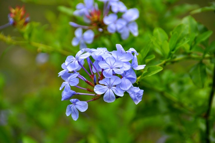 Blue Leadwort