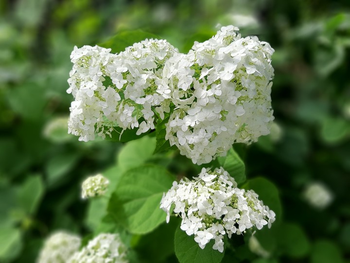 Hydrangea
