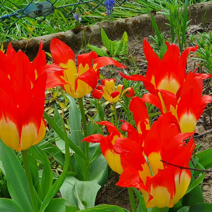 Fire Flowers