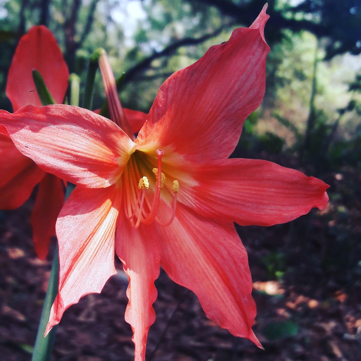 flower