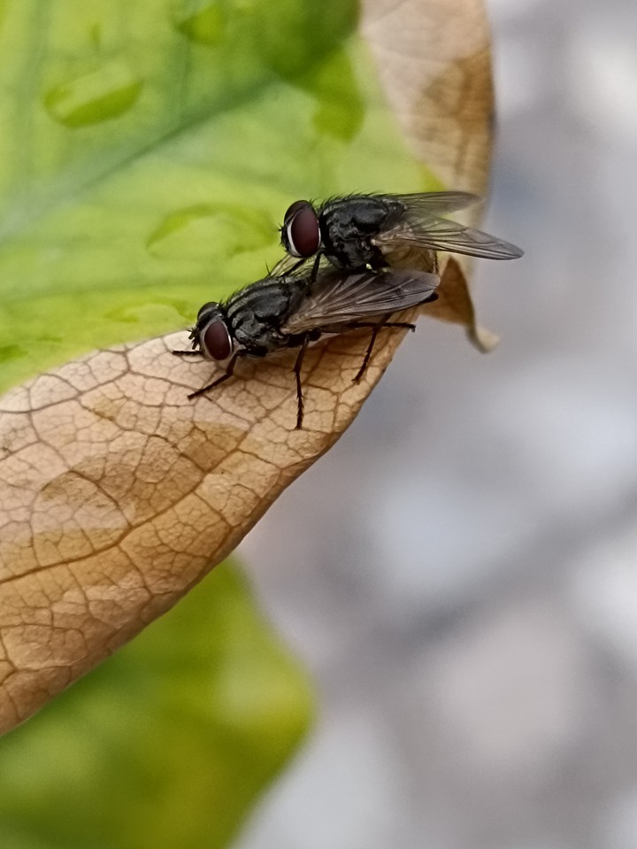 Insects