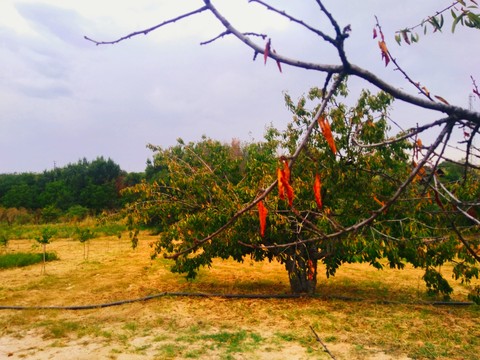 ağaç