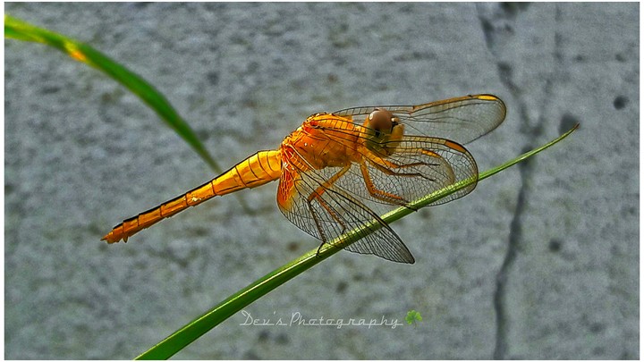 Dragonfly