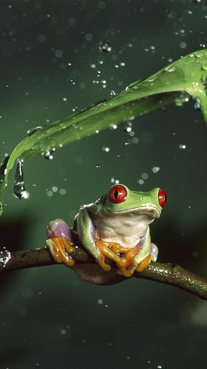 Golden Frog
