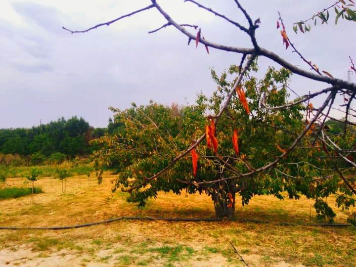 ağaç