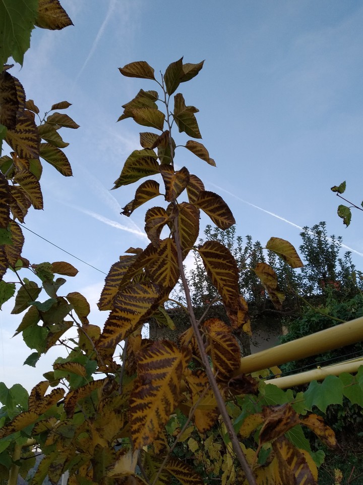 Leaves and sky