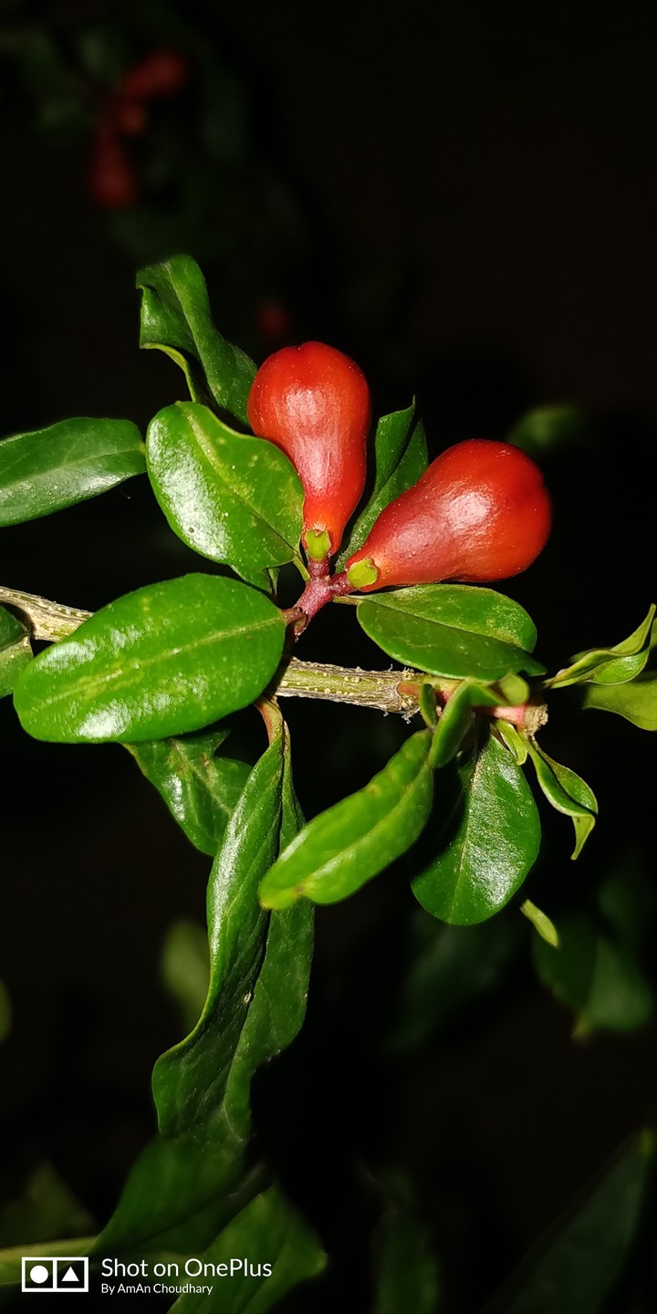 fruits