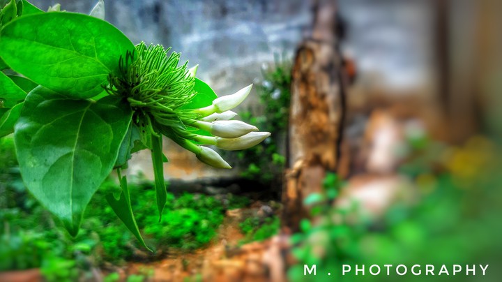 JASMINE FLOWER