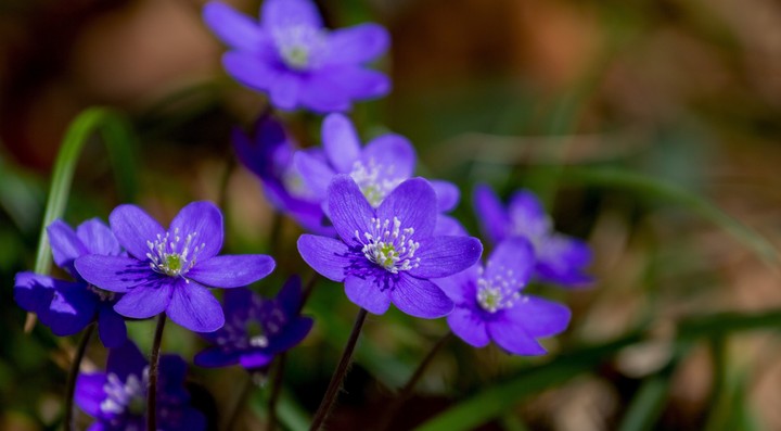Nature