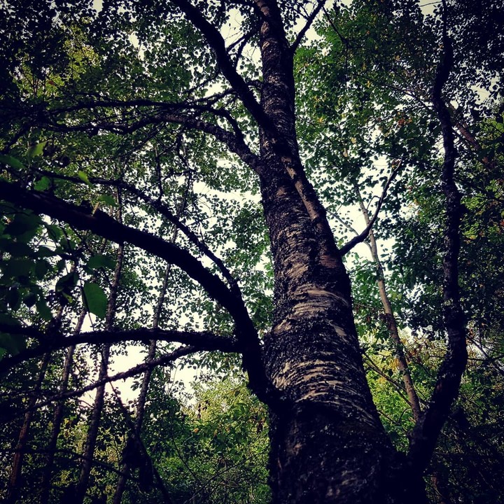 Dark Forest