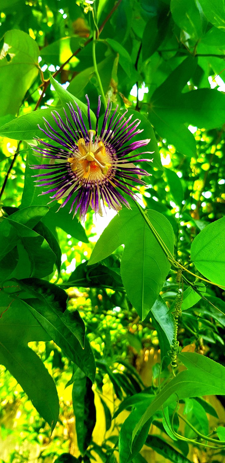 flower