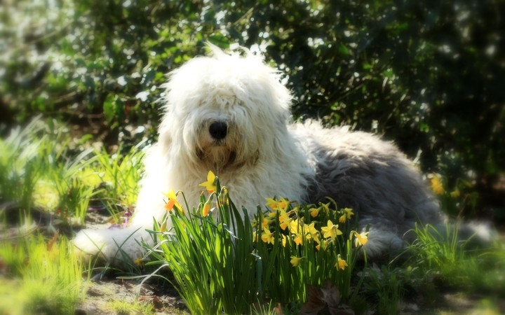 sheepdog