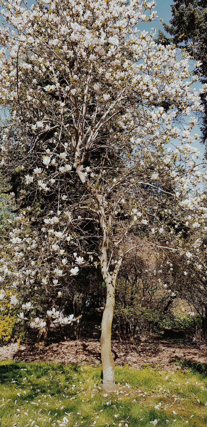 Magnolia