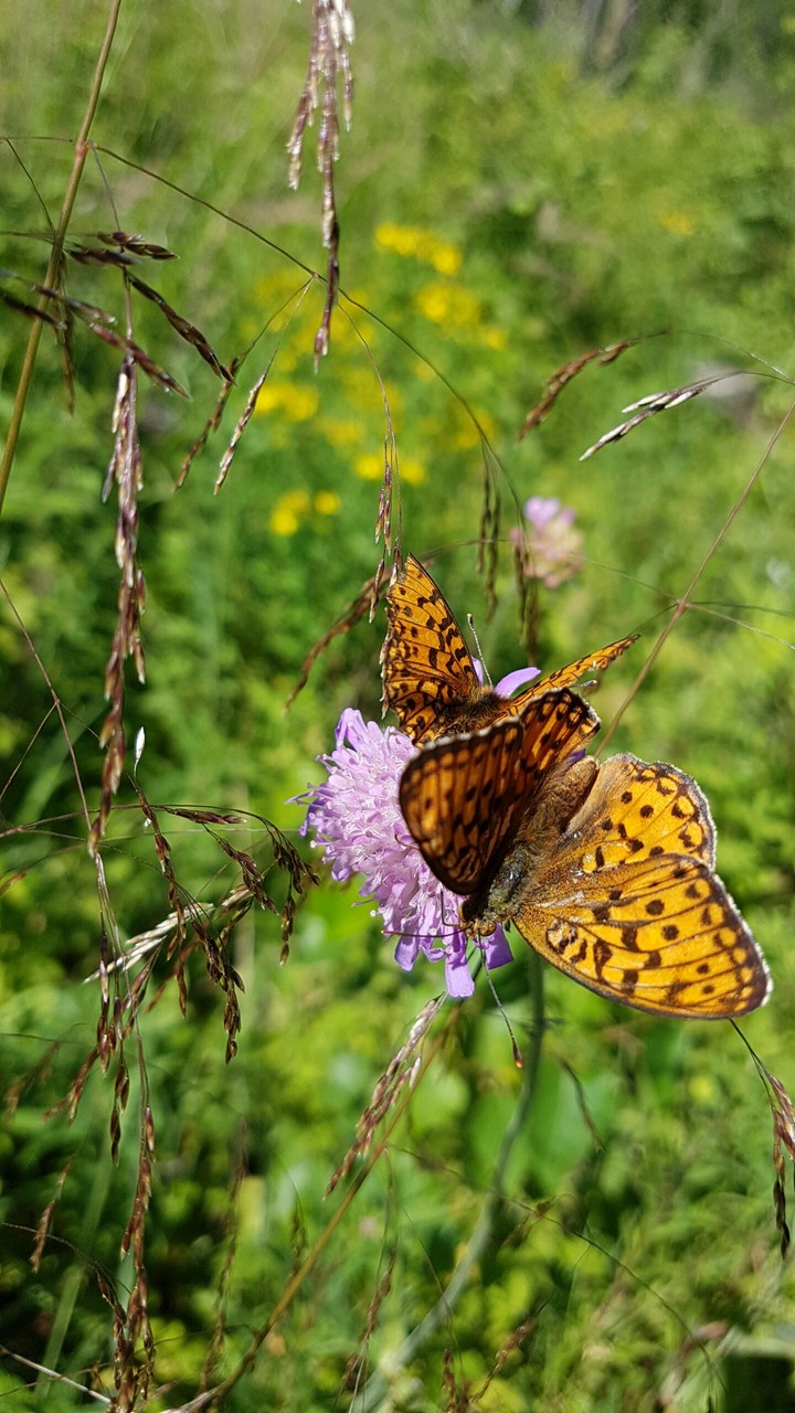 Butterflies