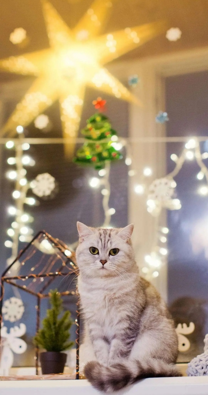 kitten