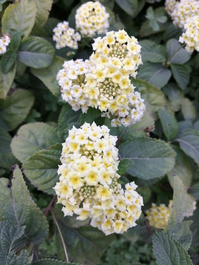 Winter flowers in Algeria