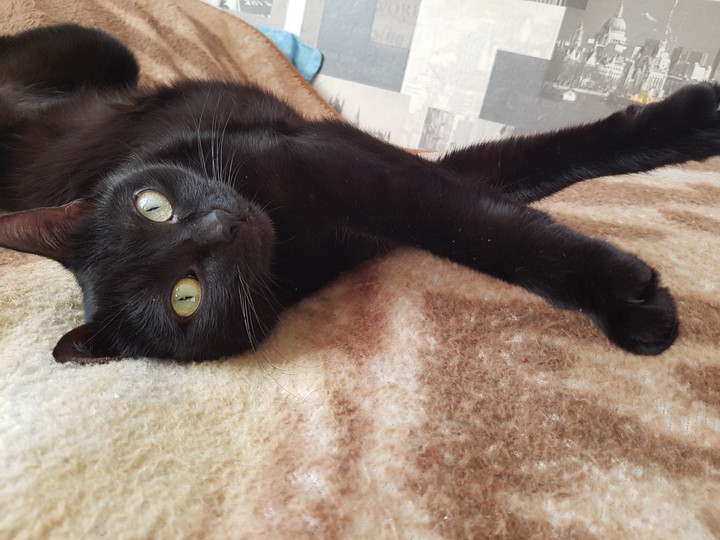 кошка