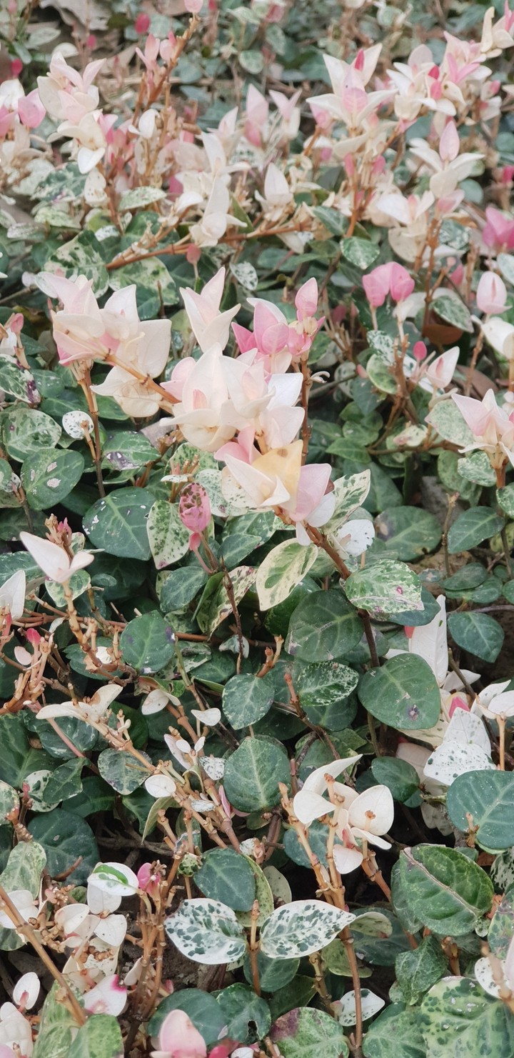 草