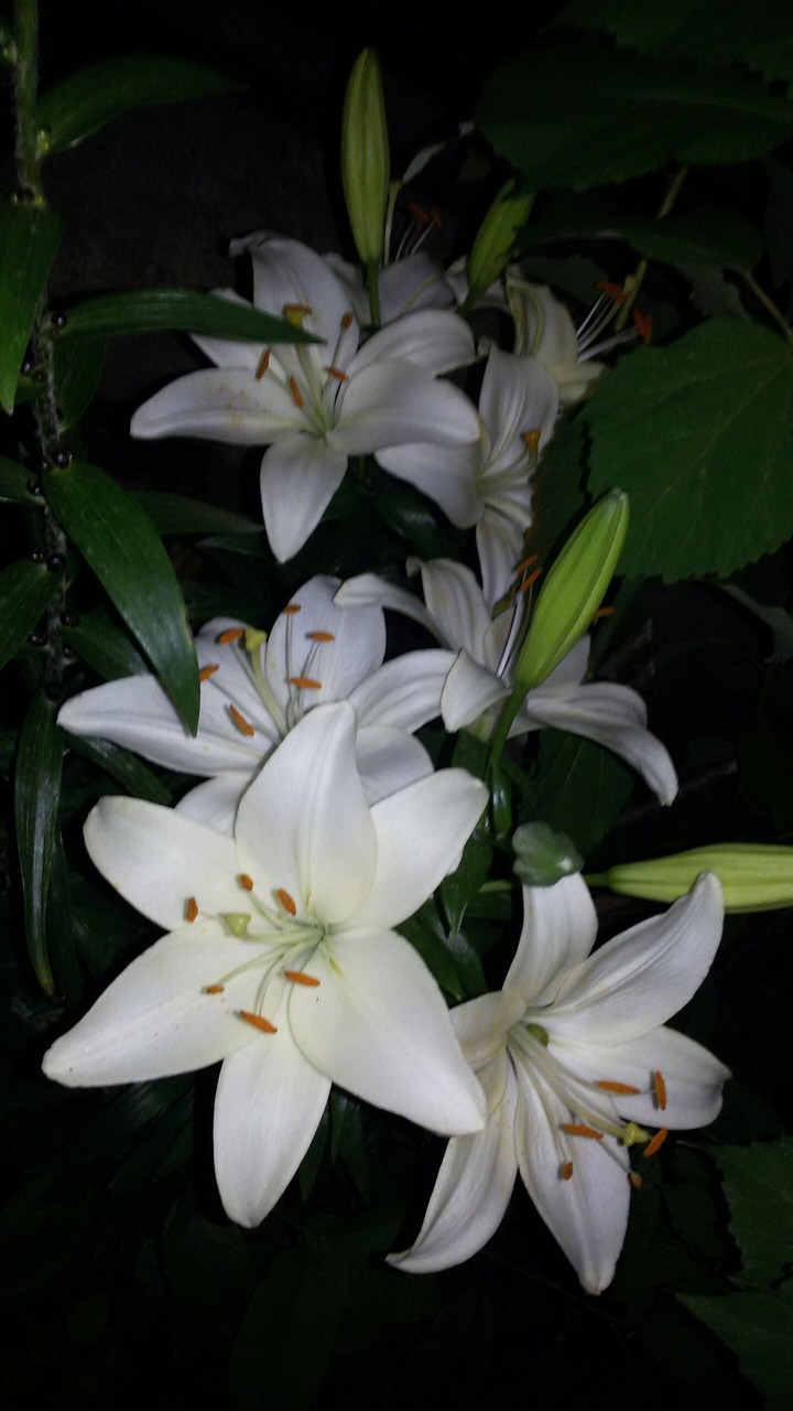 lilies