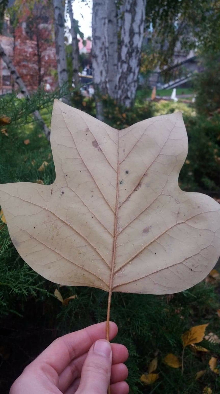 white leaf
