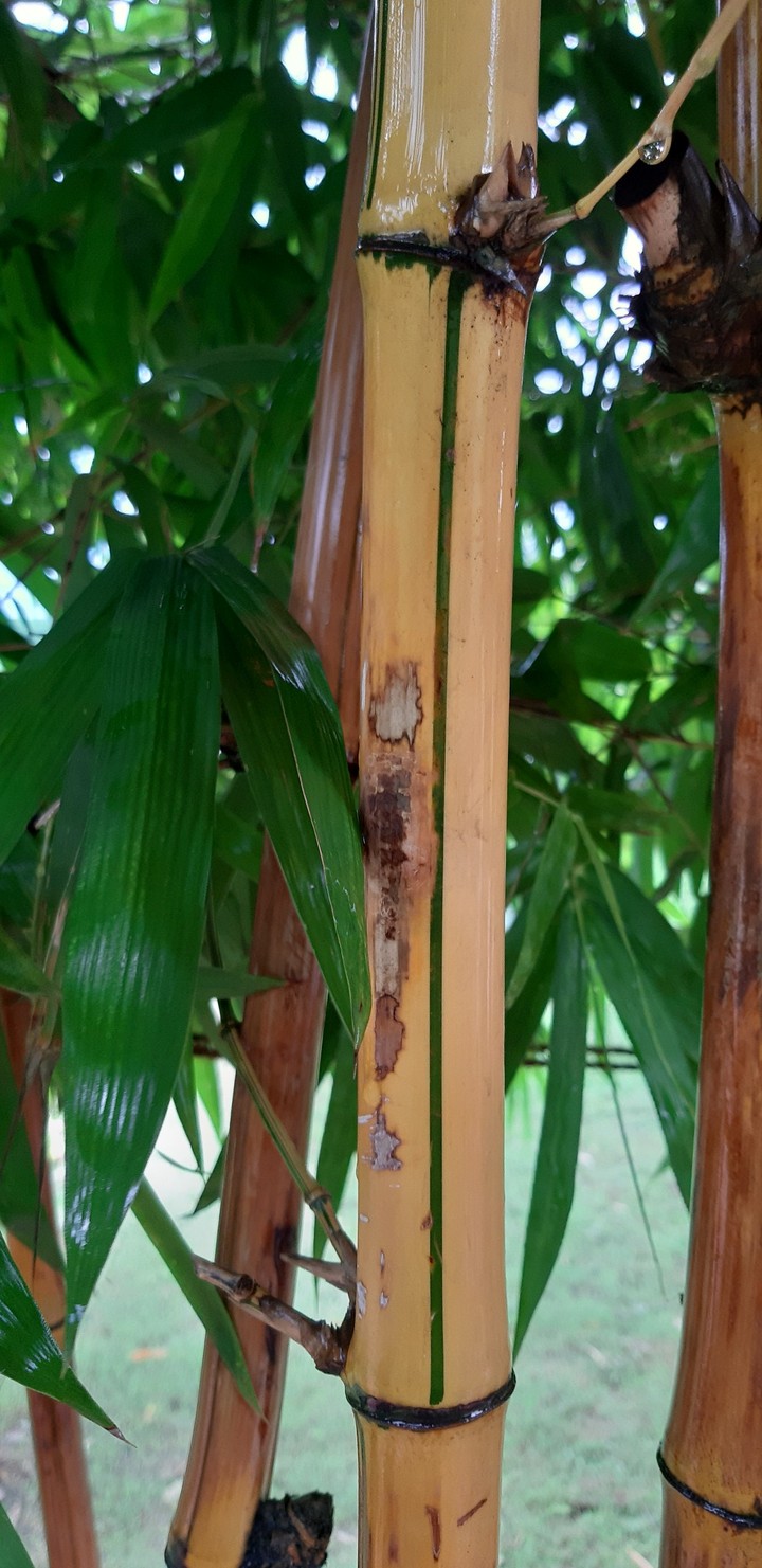 bamboo