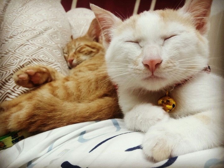 cat