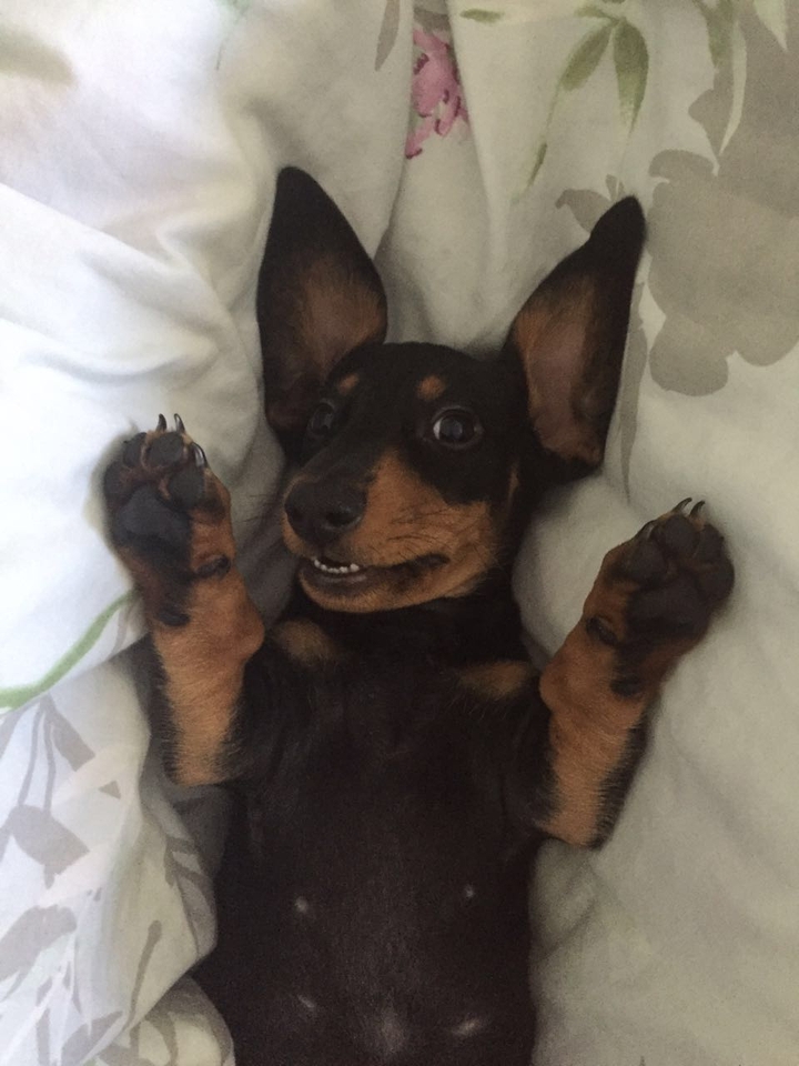 my dog ❤️