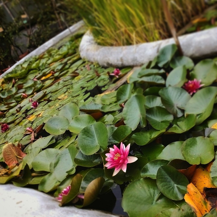 waterlily