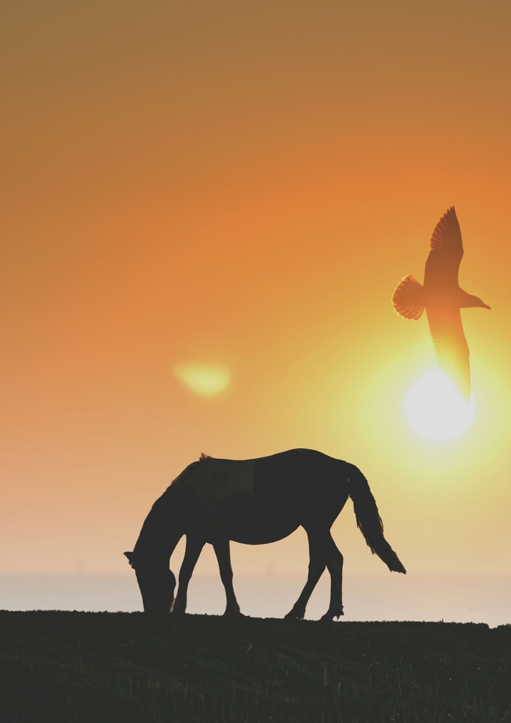 horse