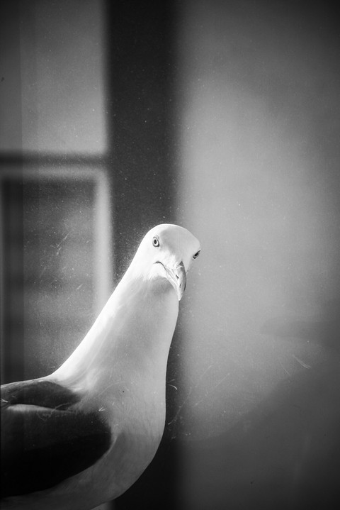 шпалери photography, finger