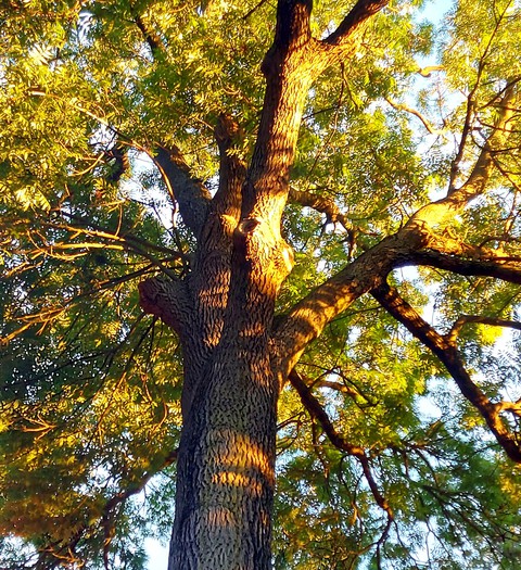 Baum ?