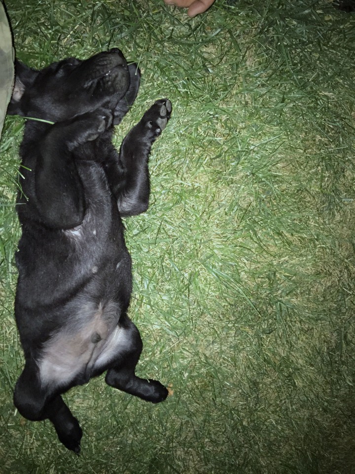 a sleep bruno .