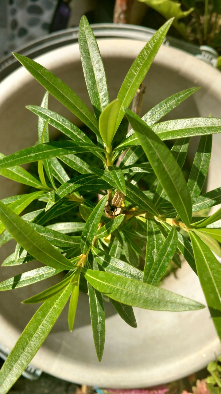 Shrub