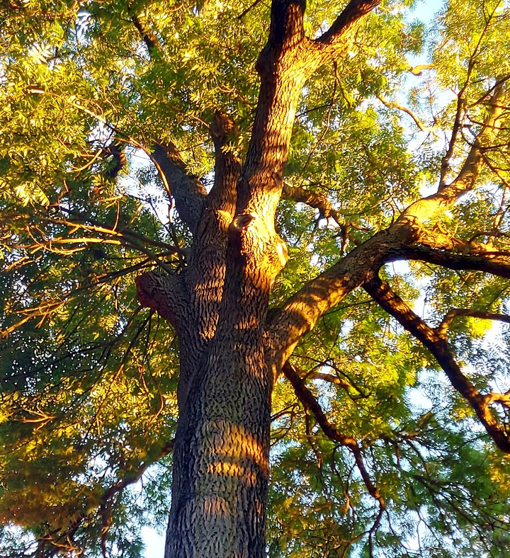 Baum ?