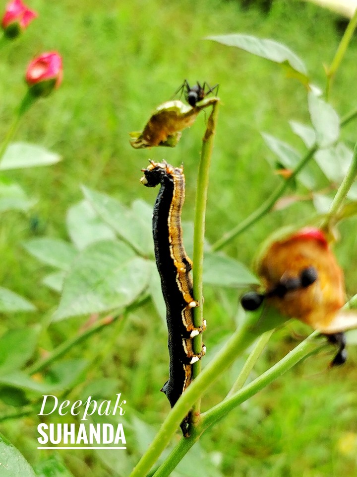 insect