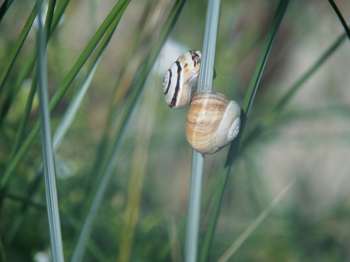 snailshell